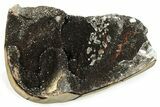Polished Septarian Geode Section - Black Crystals #230415-2